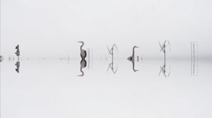 Fog 8. From the series, And the Whole World Stops.