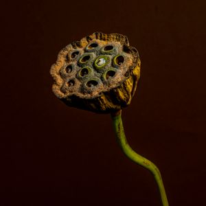 Soli. Portasemi di fiore di loto.