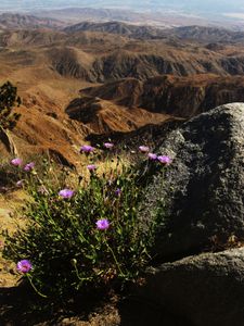 Desert Flower