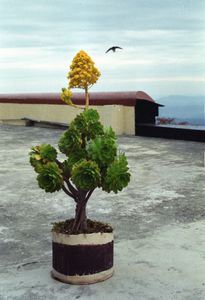Rooftop of the Tibetan Libery Auf dem Dach der Tibetischen Bibliothek