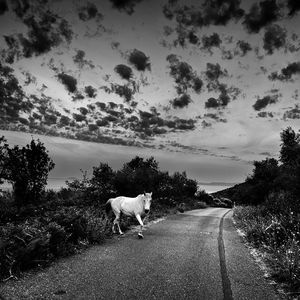 SKY AND A HORSE