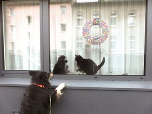 "BLACK CAT(S) DE COLOGNE" oder "DER ZWERG IST DAS ZIEL" "THE GNOME IS THE GOAL"