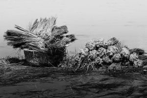 Rice Plants ready to be harvest