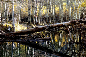 Rush Creek