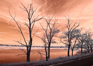 Alt Landscape