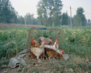 Untitled 13