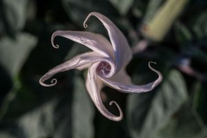 Brugmansia