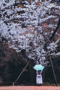SAKURA RAIN