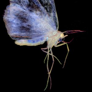 © Janice Tieken