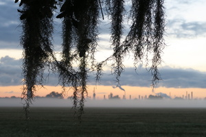 Battlefield Oak, St. Bernard Parish, Louisiana