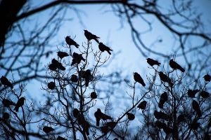 crows