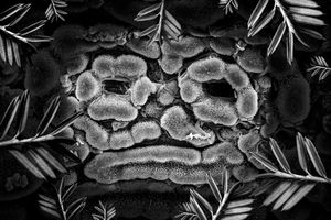 Canadian Yew Stomata