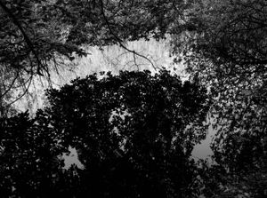 Reflections IV
