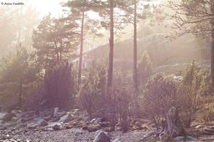 Fading fog