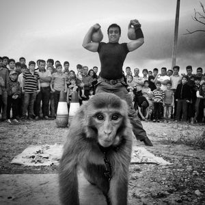 monkey