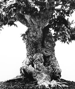 Wart Bark Elm