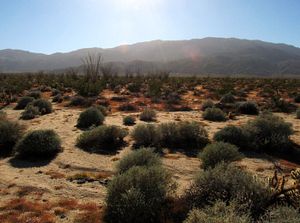 Desert Landscape