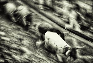 San Fermin bull-run 2015