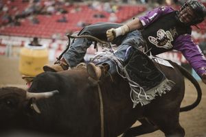 bull rider