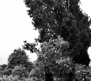 Trees and a body