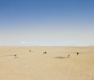 Chipaya
