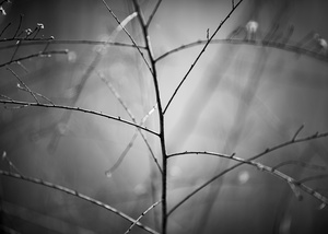The Pond Project #50