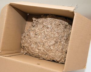 Nest Fragment Inside a Box, 2017