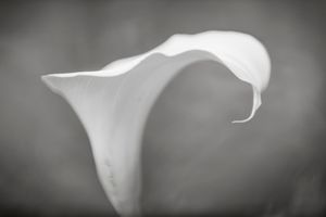 Calla lily