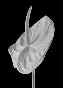 Anthuryum blanc