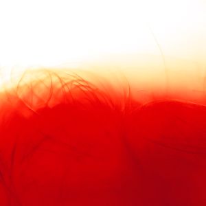 Body Archive: Dissection III