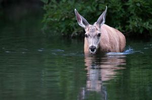 White Tailed Deer