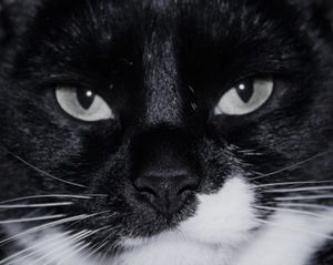 Majestic Queen