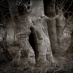 Big Old Tree