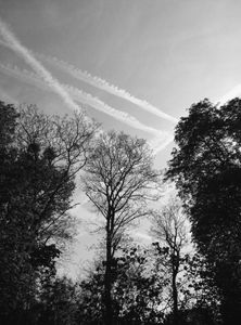 Trees 1