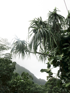 untitled, Old Pali Highway, Oahu 2019-20