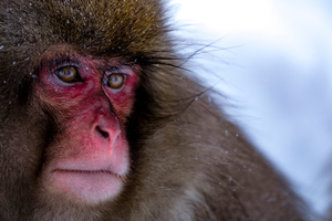 Snow Monkey-04