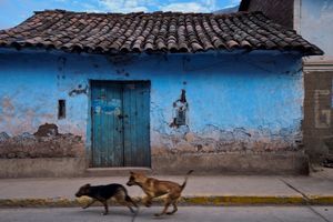 Street dogs, Calca, Peru