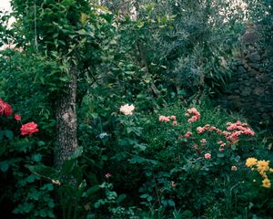 Antonia's Garden, 24 x 30 inches, c-print, 2011 © Marisa Portolese