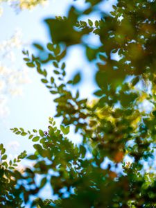 Trees | This project was borne, not from an artist's statement but from the inspiration of the passage entitled 'Trees' from "Wandering" by Herman Hesse. © Matthew Arnold