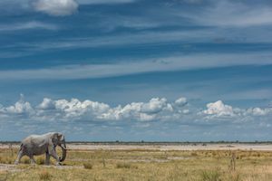 in the Etosha pan