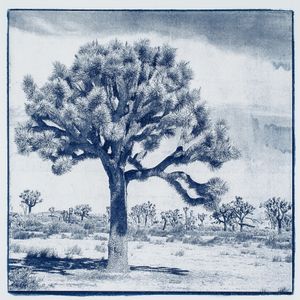 Joshua Tree