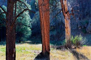 Trotter Meadow, Gila Wilderness, NM.