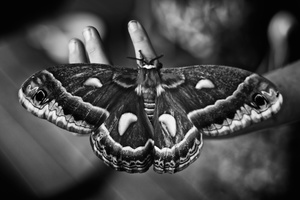 Cecropia