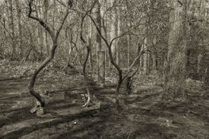 Lines In Nature #3