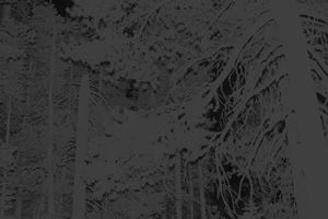 Untitled (Branches)