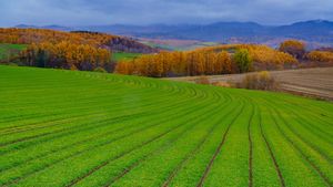 Autumn hills