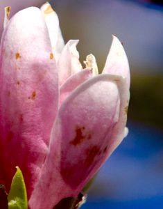 Light on a bud