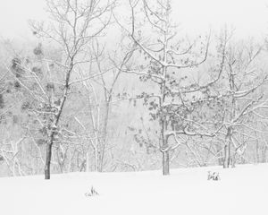 ZenMeditation - Plate 2