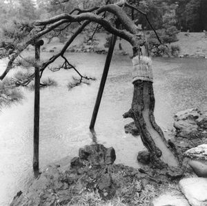 Tree Over Tidepool, Hama Rikyu