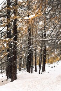 WinterGold